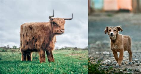 Minecraft in Real Life: Retoucher Turns Real Animals Into Cubic ...