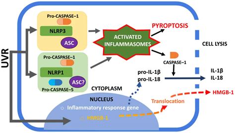 NLRP1 and NLRP3 inflammasomes as a new approach to skin carcinogenesis (Review)