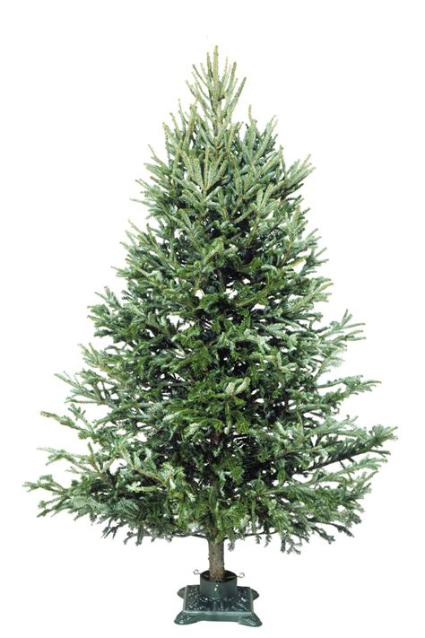 12 Best Types of Christmas Trees and Tree Varieties