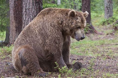 The Good Bear Bond Market—and the Bad - Barron's