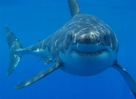 File:Great white shark south africa.jpg - Wikipedia