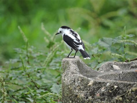 Trinidad, Tobago and St Lucia | Heatherlea Birdwatching & Wildlife Holidays