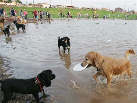 At Cosmo Dog Park, buy a brick to honor dog and help create shade