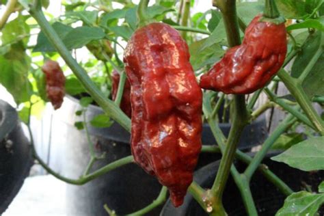 Chocolate Bhut Jolokia | Super Hot Chiles