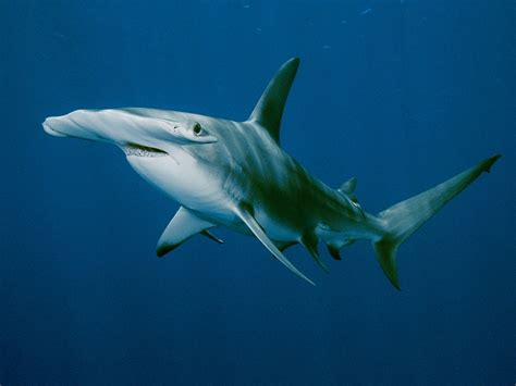 Blacktip Shark Overfishing Not Occurring, Population Level Above Target | lupon.gov.ph