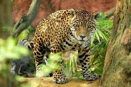 Amazon Rainforest Animals : The Jaguar ~ Amazon Rainforest Animals