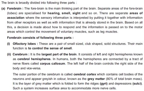 What is types of forebrain, Midbrain, hindbrain and their functions.