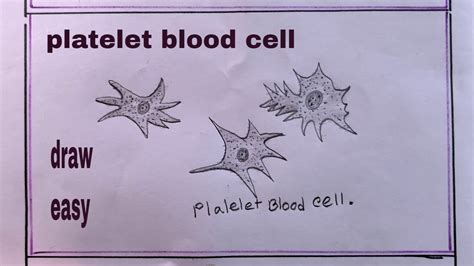 how to draw platelet blood cell/platelet blood cell drawing - YouTube