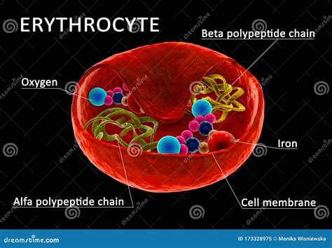 Red blood cell structure stock illustration. Illustration of capillary - 173328975