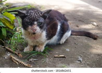 Cat Clinical Sign Sarcoptic Mange Infectionsarcoptic Stock Photo ...