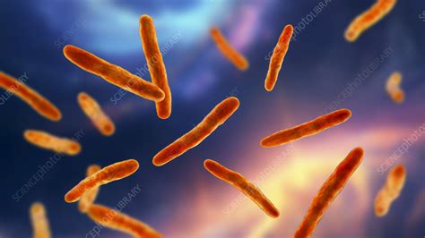 Mycobacterium bovis bacteria, illustration - Stock Image - F037/3722 - Science Photo Library