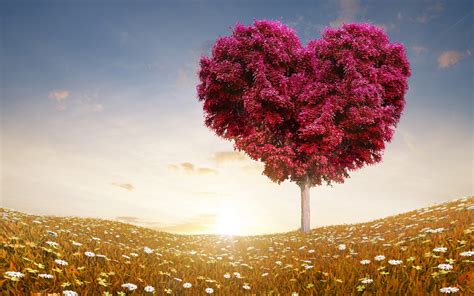 The Love Tree 1920 x 1200 widescreen Wallpaper