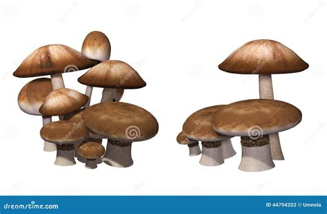 Mushrooms stock illustration. Illustration of white, background - 44794203