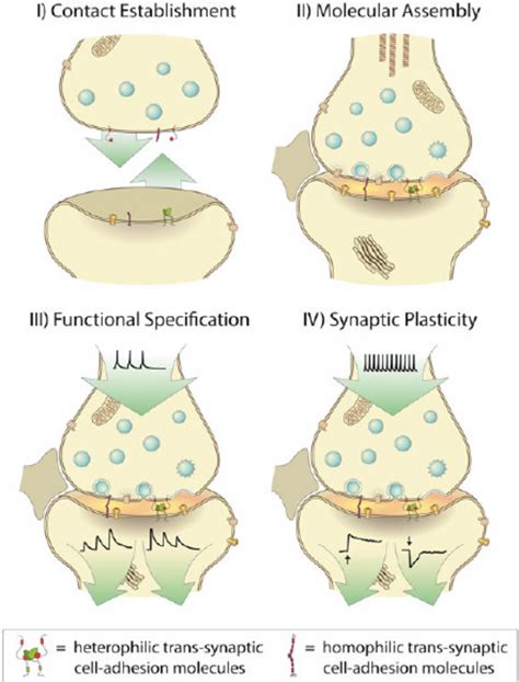 Synaptic cell-adhesion and synaptic function | Download Scientific Diagram