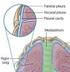 Anatomy - Lungs and Pleura Flashcards | Quizlet