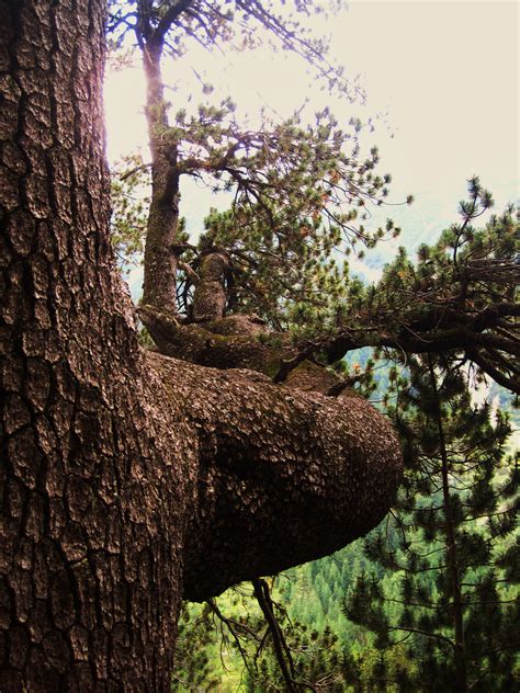 Oldest tree in Europe, located in Bulgaria | Tree, Science nature, Nature