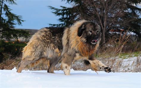 Caucasian sheherd | Caucasian mountain dog, Caucasian mountain shepherd, Russian bear dog