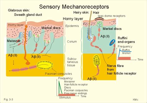 The Classification of Sense Organs According to the Type of Energy or ...