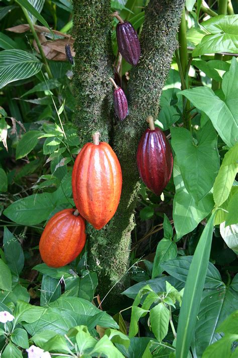 Harilik kakaopuu – Vikipeedia