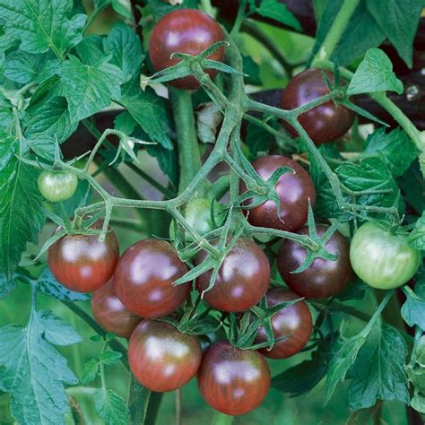 Tomato Black Cherry - Budget Seeds