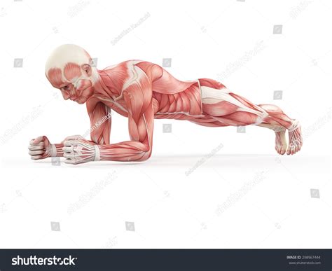 367 Anatomy Muscle Plank Exercises Images, Stock Photos, 3D objects, & Vectors | Shutterstock