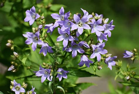 How To Grow Campanula 'Bellflower' | Horticulture.co.uk