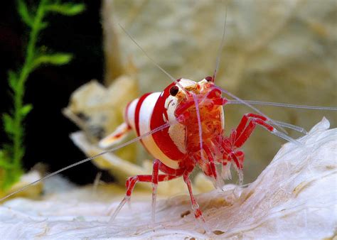 10 Freshwater shrimp species | Aquarium shrimp types & info - Aquariadise