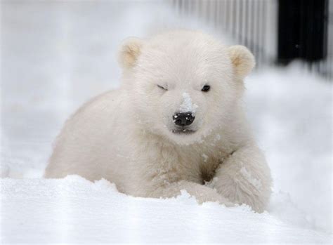 24 Pics Of Adorable Polar Bear Cubs Chilling Out In The Snow Showing Us How To Have A Good Time