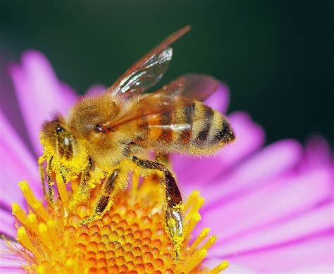 10 Proven Health Benefits of Bee Pollen - Healthy Hubb