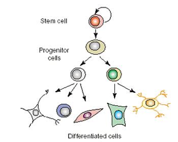 Difference between Stem Cell and Progenitor Cell | Stem Cell vs ...