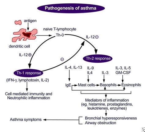 asthma trigger diagram | HERE'S TO HEALTH | Pinterest