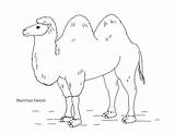 Bactrian Camel Coloring Page By Mama Draw It  TPT sketch template