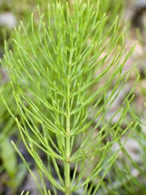 Handmaiden's Kitchen: Horsetail, Rich Source of Silica