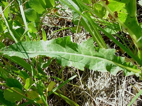 Sonchus arvensis (field sow-thistle): Go Botany