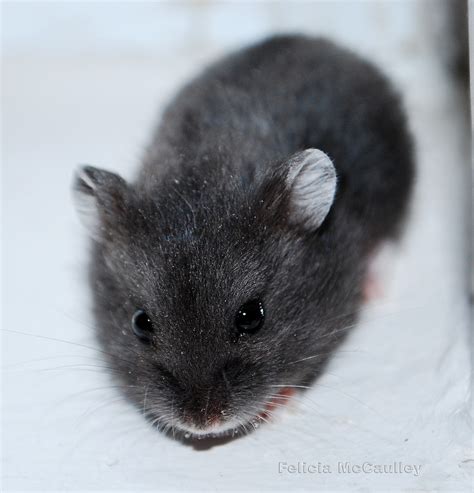 Philadelphia Hamster: Campbell's Dwarf Hamsters Available Now!