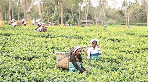 Assam govt announces four new schemes for tea gardens | North East ...