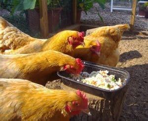 13 Cara Membuat Pakan Ternak Ayam Organik - ArenaHewan.com