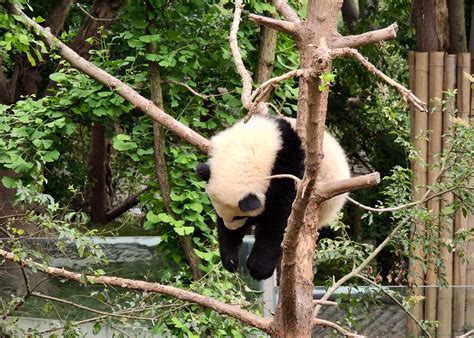 Panda Breeding Research Base_Chengdu_China_ 495 | Time to re… | Travel ...