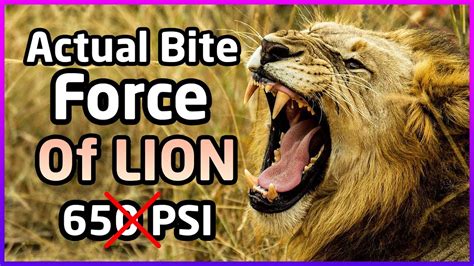 LION VS TIGER - The Bite Force | Actual Bite Force Of Lion! - YouTube