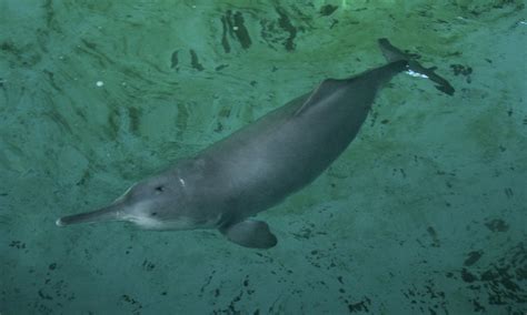 Dolphins_and_Porpoises_7.16.2012_circle_and_hero_image_109642.jpg | Photos | WWF