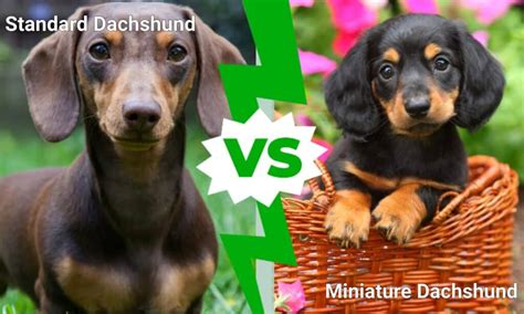 Standard Dachshund vs Miniature Dachshund: 5 Differences - IMP WORLD