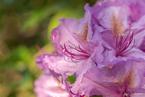 My rhododendron in bloom on Behance