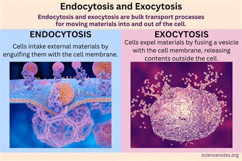 Endocytosis and Exocytosis