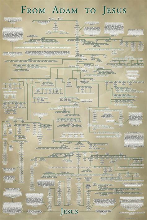 Adam Genealogy Chart