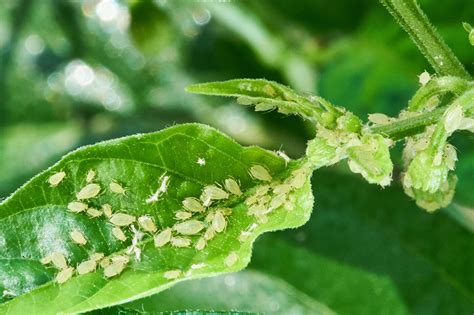 Comment se débarrasser des pucerons de manière naturelle