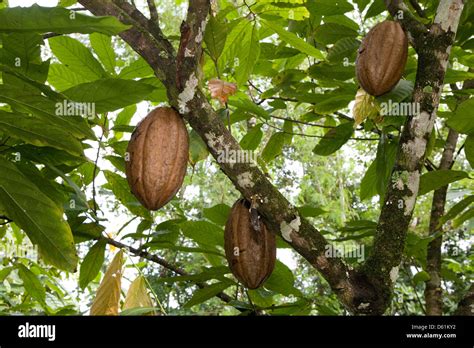 Baracoa: cocoa pod/fruit Stock Photo - Alamy