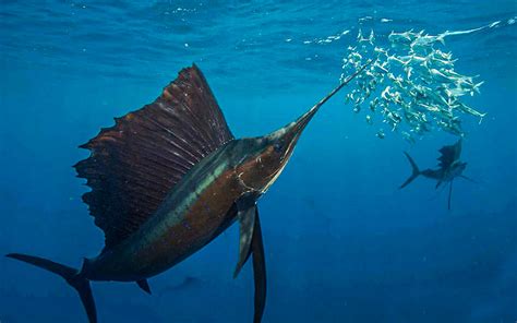 What Is The Top 10 Fastest Fish In The Ocean? - Mastery Wiki