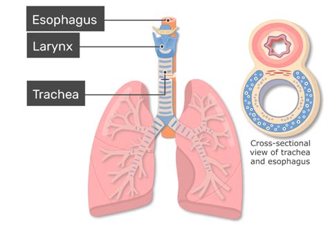 Trachea