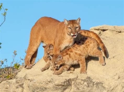 Mountain Lion And Her 3 Cubs Caught On Trail Cam In Colorado | Denver, CO Patch