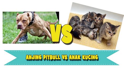 Anjing pitbull lucu kalah lawan anak kucing - YouTube